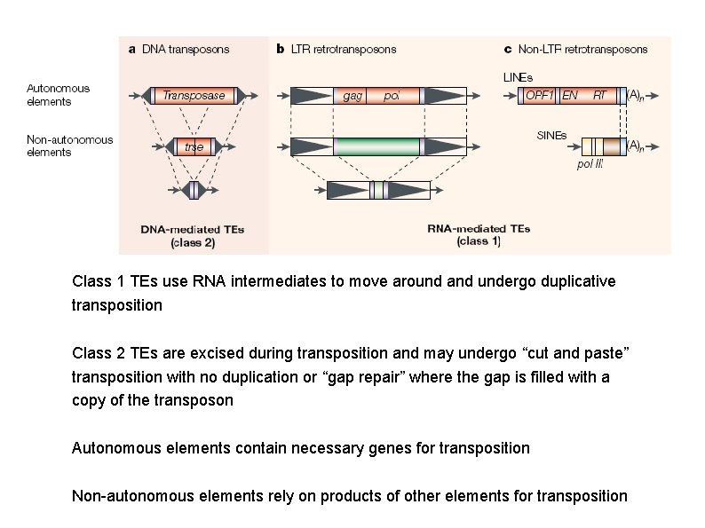 Class 1 TEs use RNA intermediates to move around and undergo duplicative transposition Class