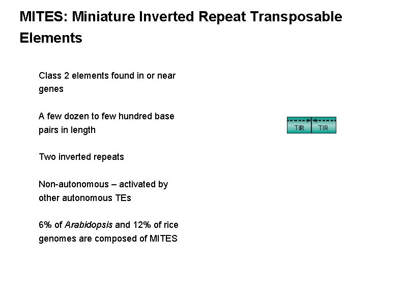 MITES: Miniature Inverted Repeat Transposable Elements Class 2 elements found in or near genes