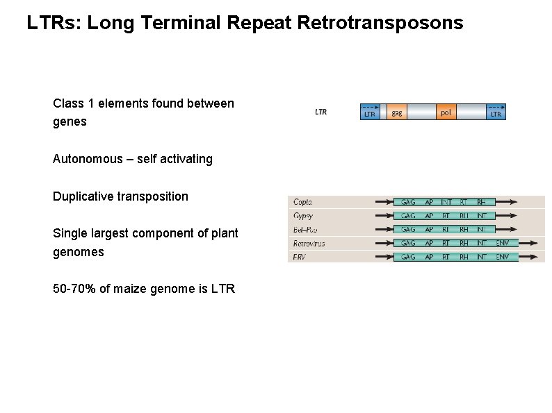LTRs: Long Terminal Repeat Retrotransposons Class 1 elements found between genes Autonomous – self