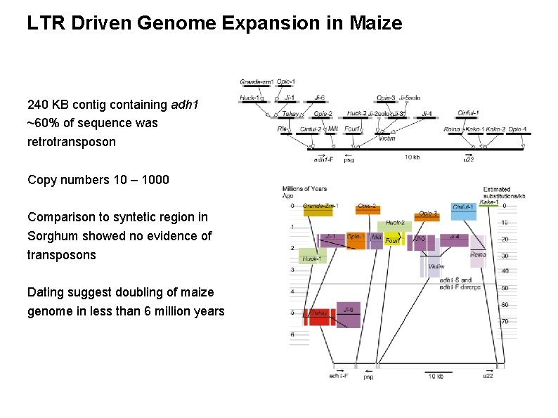 LTR Driven Genome Expansion in Maize 240 KB contig containing adh 1 ~60% of