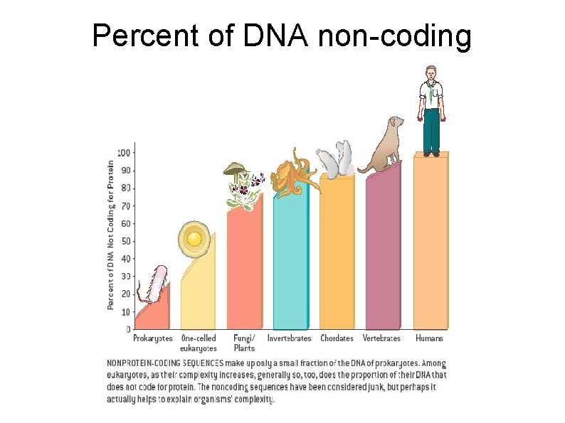 Percent of DNA non-coding 