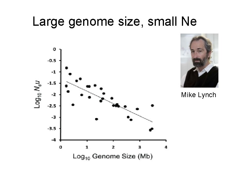 genome, size, and large Ne Large genome small Ne Mike Lynch 
