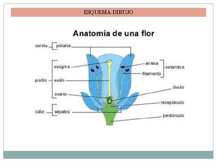 ESQUEMA-DIBUJO 