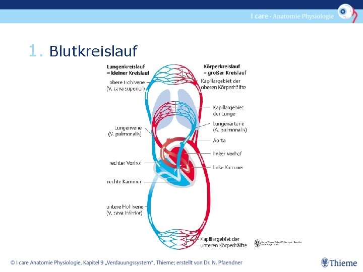Ader Die Blut Vom Herzen Wegführt Kreislauf und Gefsystem Im berblick 1 2 3