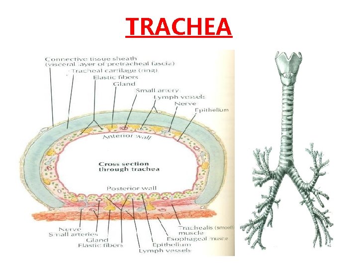 TRACHEA 