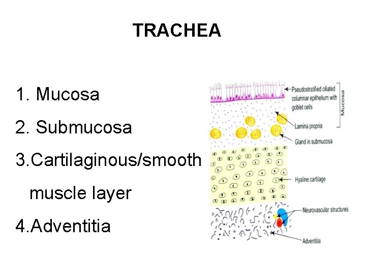 TRACHEA 1. Mucosa 2. Submucosa 3. Cartilaginous/smooth muscle layer 4. Adventitia 