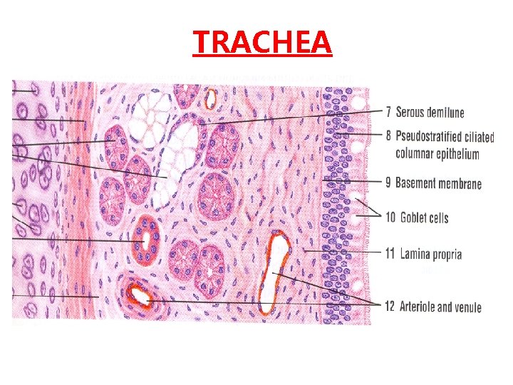 TRACHEA 