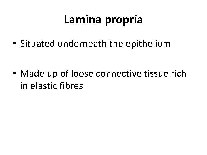 Lamina propria • Situated underneath the epithelium • Made up of loose connective tissue