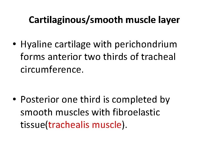 Cartilaginous/smooth muscle layer • Hyaline cartilage with perichondrium forms anterior two thirds of tracheal