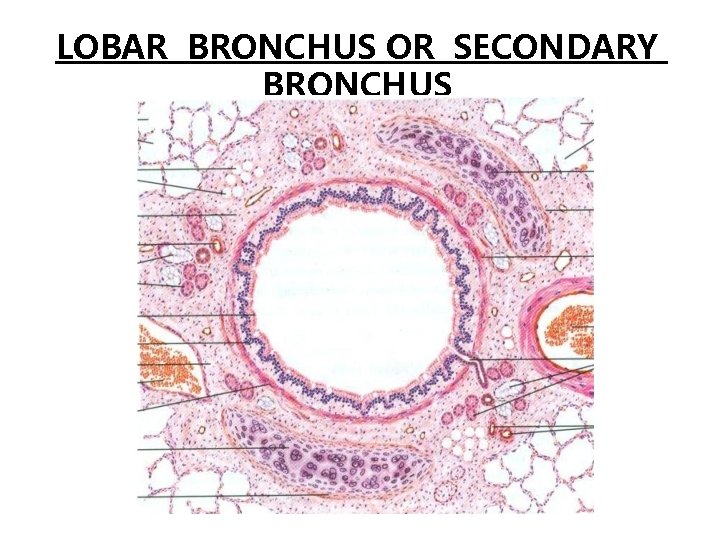 LOBAR BRONCHUS OR SECONDARY BRONCHUS  LOBAR BRONCHUS OR SECONDARY BRONCHUS