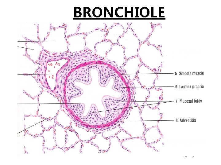 BRONCHIOLE 