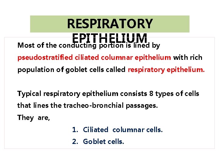 RESPIRATORY EPITHELIUM Most of the conducting portion is lined by pseudostratified ciliated columnar epithelium