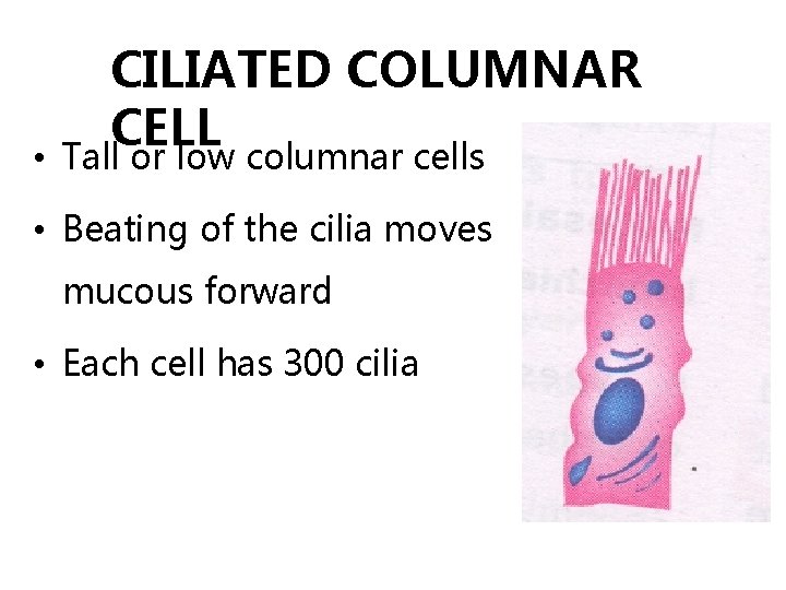 CILIATED COLUMNAR CELL • Tall or low columnar cells • Beating of the cilia