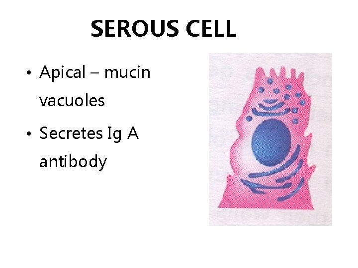 SEROUS CELL • Apical – mucin vacuoles • Secretes Ig A antibody 