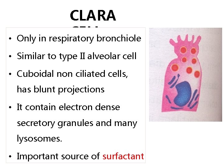  • CLARA CELL Only in respiratory bronchiole • Similar to type II alveolar