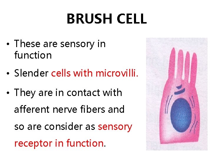 BRUSH CELL • These are sensory in function • Slender cells with microvilli. •