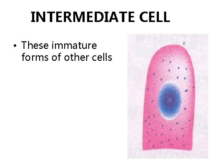 INTERMEDIATE CELL • These immature forms of other cells 