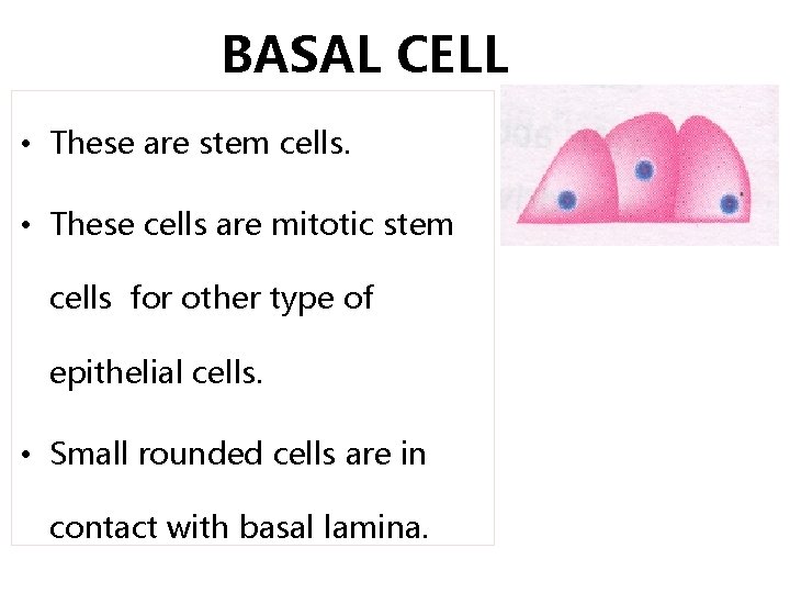 BASAL CELL • These are stem cells. • These cells are mitotic stem cells