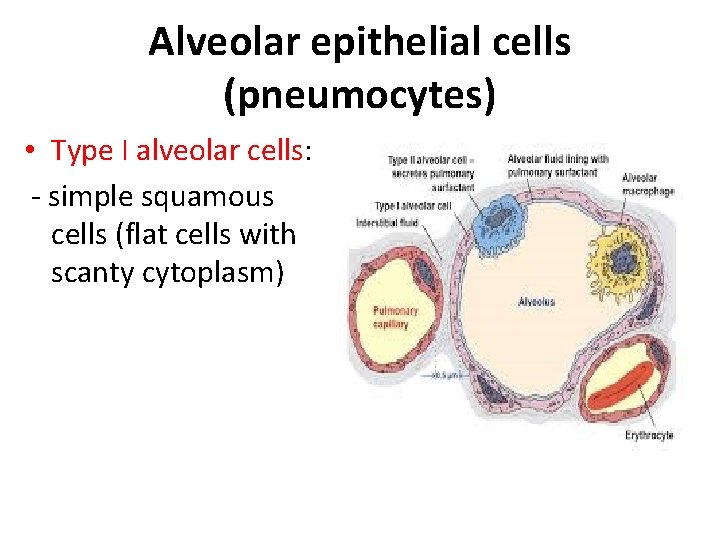 Alveolar epithelial cells (pneumocytes) • Type I alveolar cells: - simple squamous cells (flat