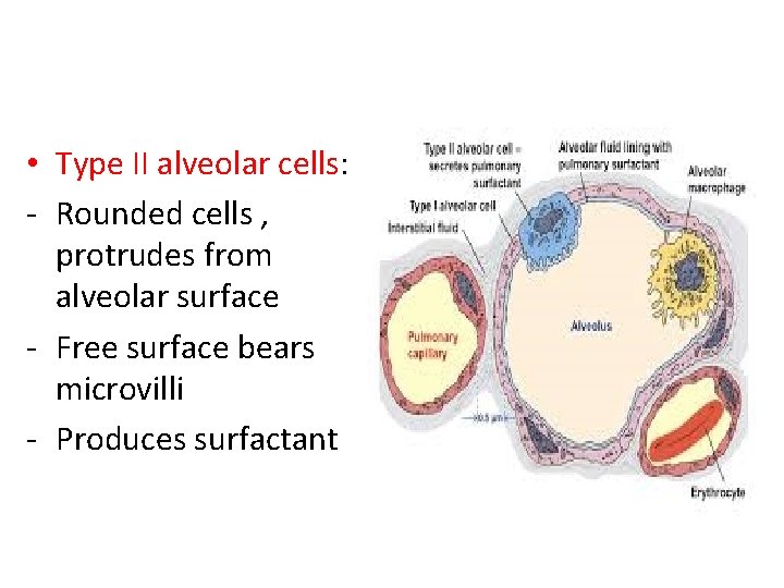  • Type II alveolar cells: - Rounded cells , protrudes from alveolar surface