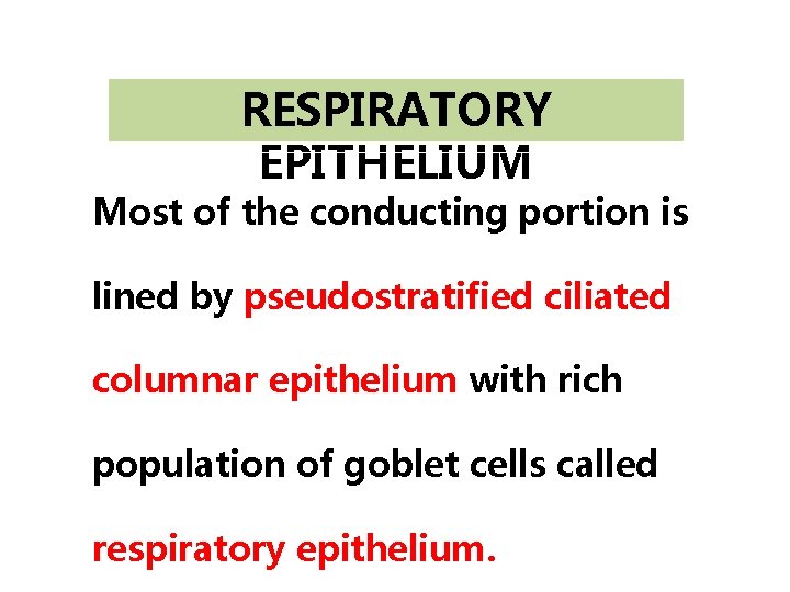 RESPIRATORY EPITHELIUM Most of the conducting portion is lined by pseudostratified ciliated columnar epithelium