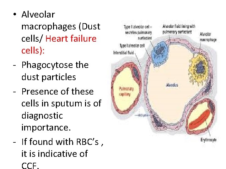  • Alveolar macrophages (Dust cells/ Heart failure cells): - Phagocytose the dust particles