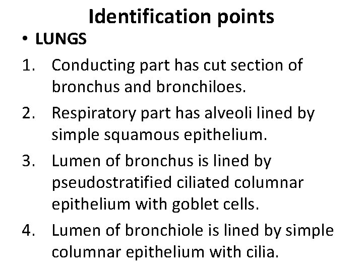 Identification points • LUNGS 1. Conducting part has cut section of bronchus and bronchiloes.