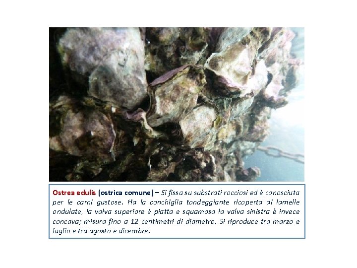 Ostrea edulis (ostrica comune) – Si fissa su substrati rocciosi ed è conosciuta per
