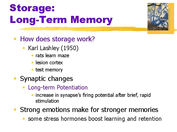 Storage: Long-Term Memory § How does storage work? § Karl Lashley (1950) § rats