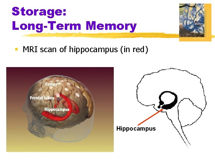 Storage: Long-Term Memory § MRI scan of hippocampus (in red) Hippocampus 