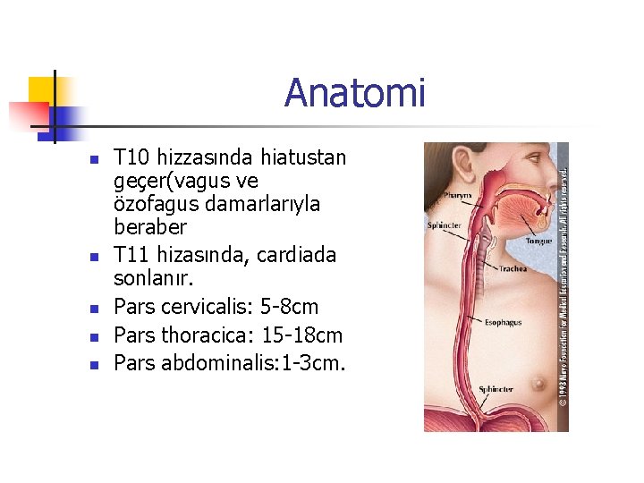 Anatomi n n n T 10 hizzasında hiatustan geçer(vagus ve özofagus damarlarıyla beraber T