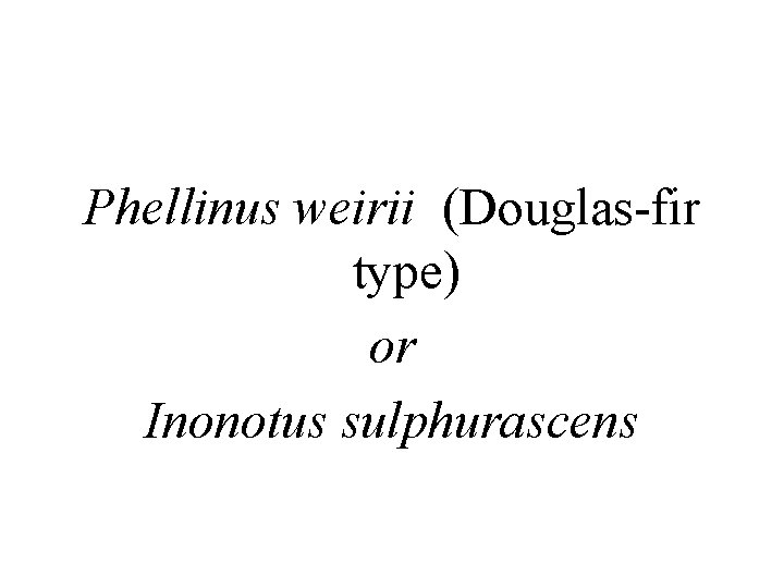 Phellinus weirii (Douglas-fir type) or Inonotus sulphurascens 