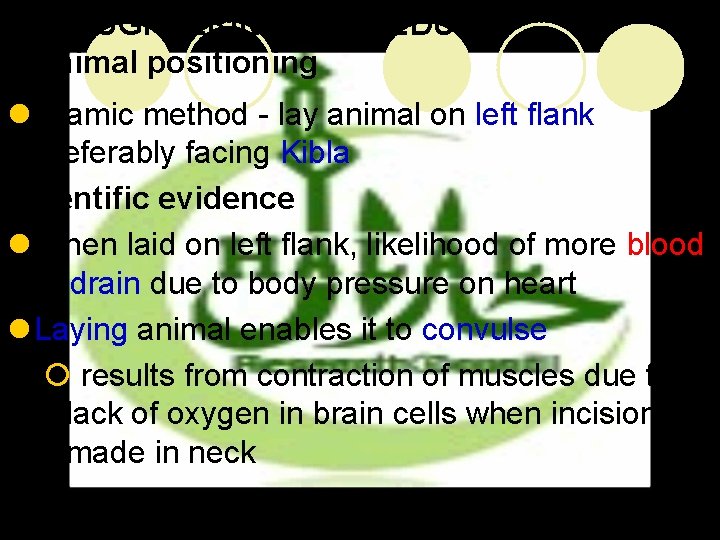 SLAUGHTERING PROCEDURE Animal positioning l Islamic method - lay animal on left flank preferably