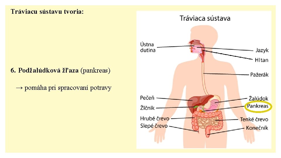 Tráviacu sústavu tvoria: 6. Podžalúdková žľaza (pankreas) → pomáha pri spracovaní potravy 