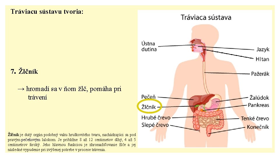 Tráviacu sústavu tvoria: 7. Žlčník → hromadí sa v ňom žlč, pomáha pri trávení