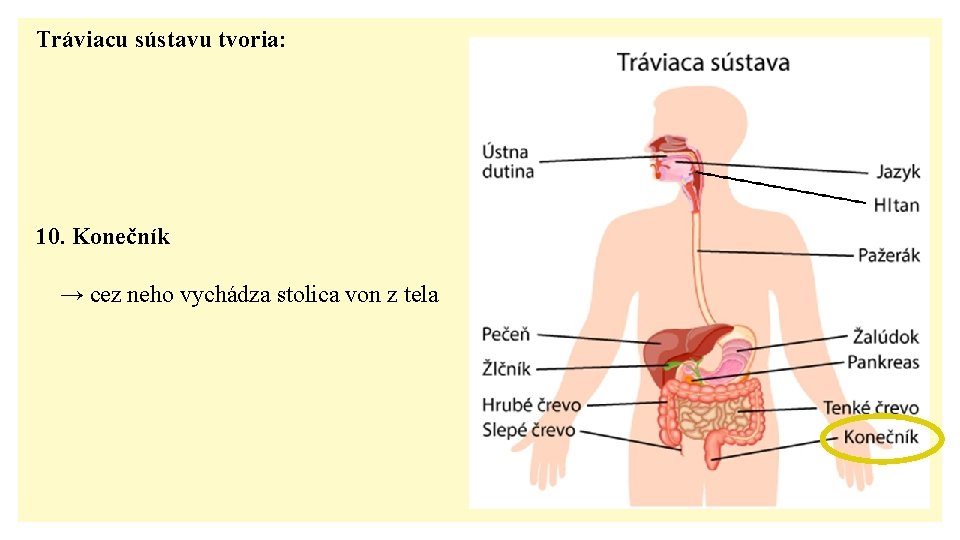 Tráviacu sústavu tvoria: 10. Konečník → cez neho vychádza stolica von z tela 