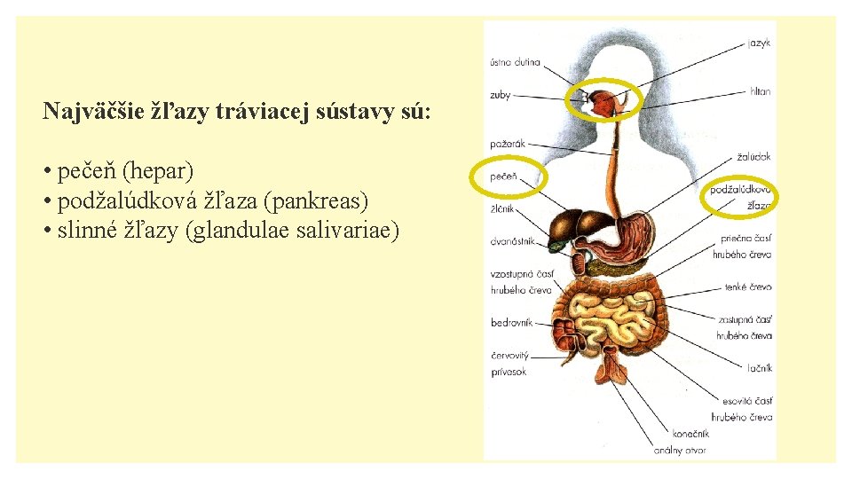 Najväčšie žľazy tráviacej sústavy sú: • pečeň (hepar) • podžalúdková žľaza (pankreas) • slinné