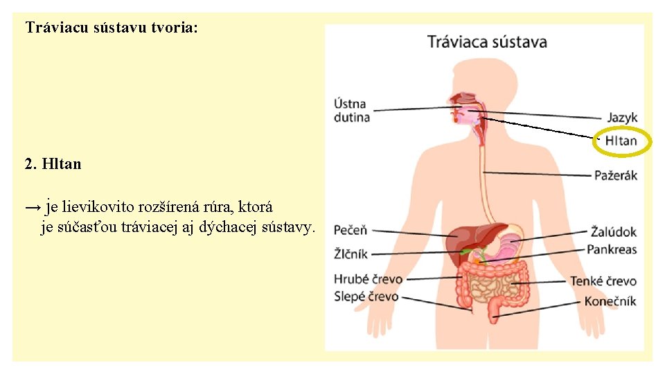 Tráviacu sústavu tvoria: 2. Hltan → je lievikovito rozšírená rúra, ktorá je súčasťou tráviacej