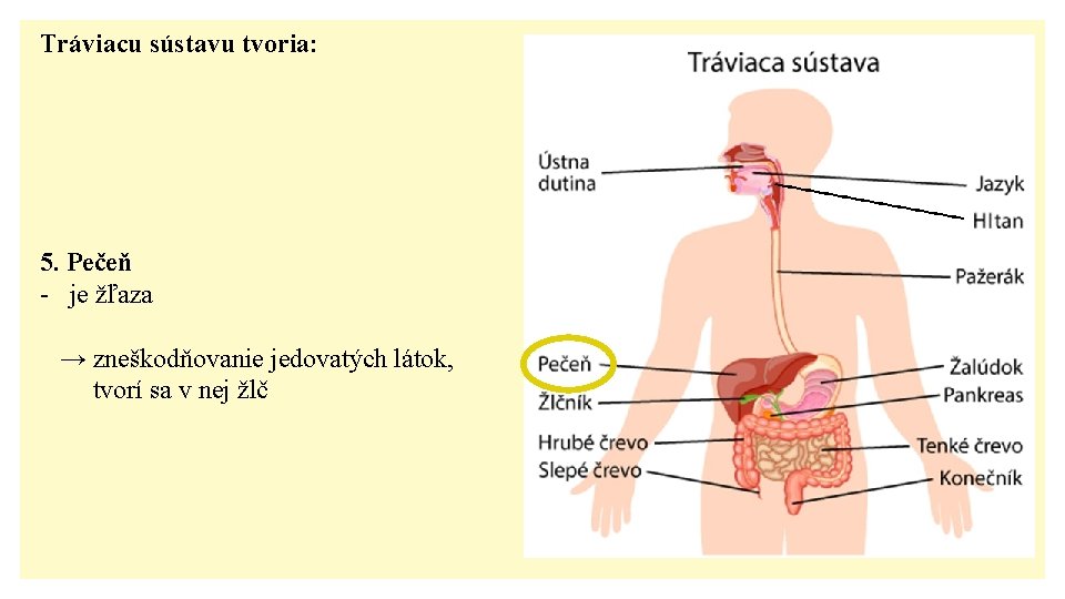 Tráviacu sústavu tvoria: 5. Pečeň - je žľaza → zneškodňovanie jedovatých látok, tvorí sa