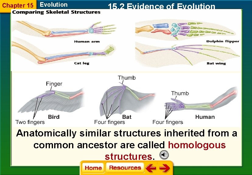Chapter 15 Evolution 15. 2 Evidence of Evolution Anatomically similar structures inherited from a