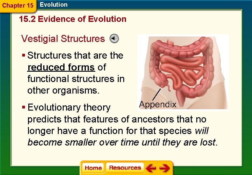 Chapter 15 Evolution 15. 2 Evidence of Evolution Vestigial Structures § Structures that are