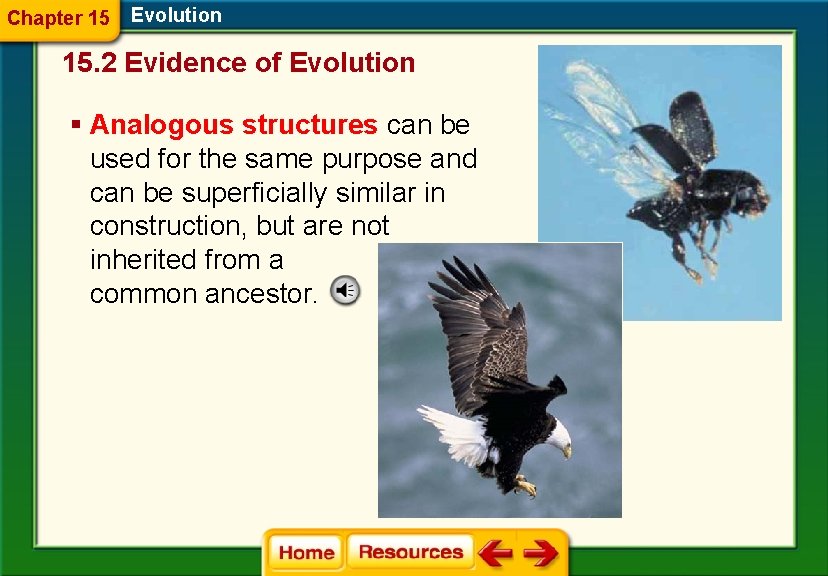 Chapter 15 Evolution 15. 2 Evidence of Evolution § Analogous structures can be used