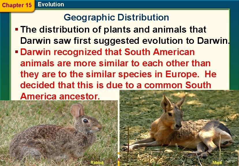 Chapter 15 Evolution Geographic Distribution § The distribution of plants and animals that Darwin