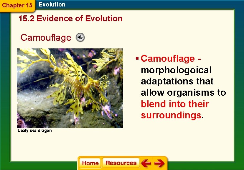 Chapter 15 Evolution 15. 2 Evidence of Evolution Camouflage § Camouflage morphologoical adaptations that