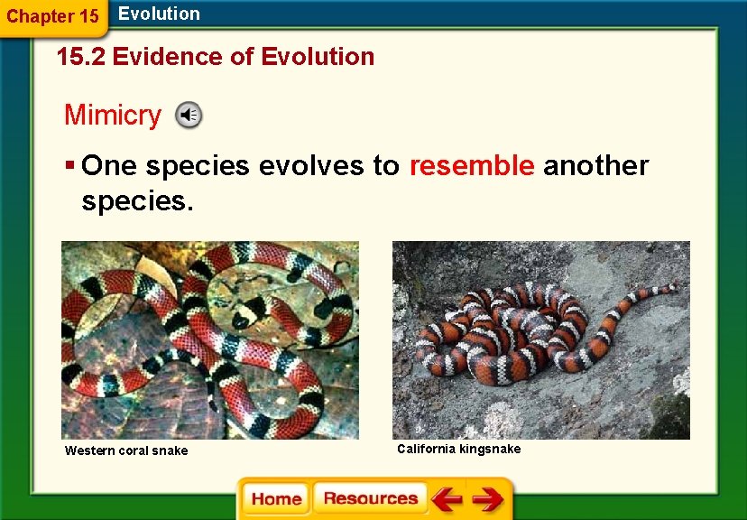 Chapter 15 Evolution 15. 2 Evidence of Evolution Mimicry § One species evolves to