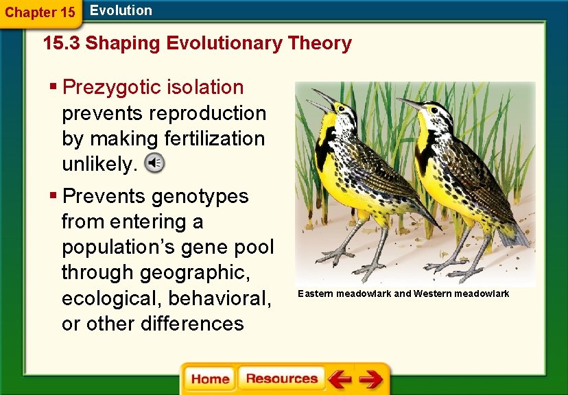 Chapter 15 Evolution 15. 3 Shaping Evolutionary Theory § Prezygotic isolation prevents reproduction by