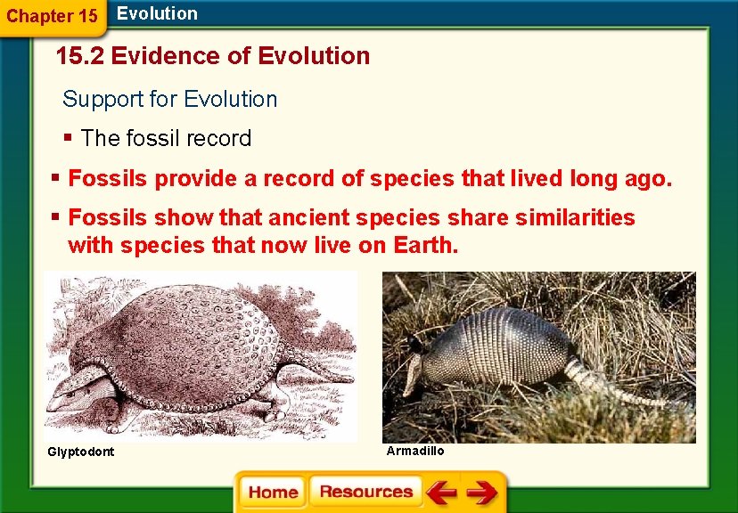 Chapter 15 Evolution 15. 2 Evidence of Evolution Support for Evolution § The fossil