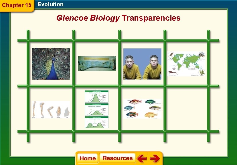 Chapter 15 Evolution Glencoe Biology Transparencies 