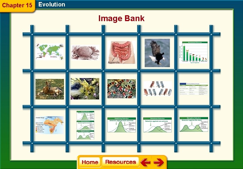 Chapter 15 Evolution Image Bank 