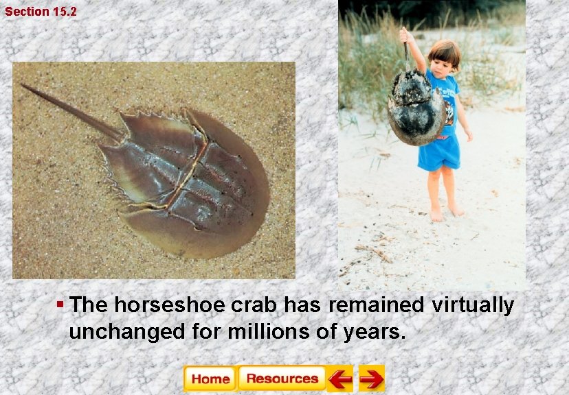 Section 15. 2 § The horseshoe crab has remained virtually unchanged for millions of